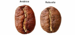 Arabica e Rabusta