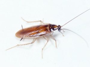 Cockroach