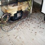 Cockroaches under the refrigerator