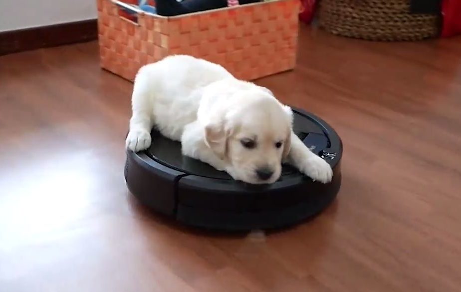 A dog rides a robot vacuum cleaner