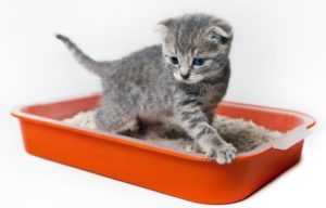 Pet in a tray.