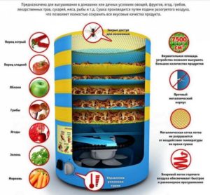 Diseño y principio de funcionamiento de una secadora de frutas y verduras.