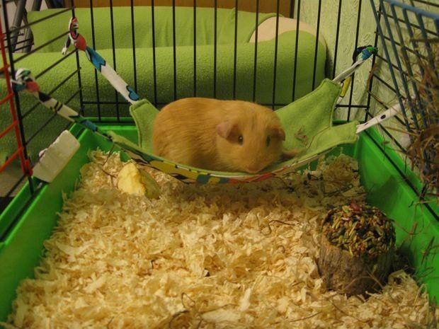 DIY guinea pig hammock