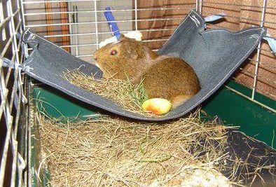 DIY guinea pig hammock