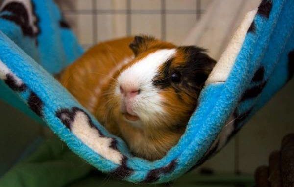 DIY guinea pig hammock