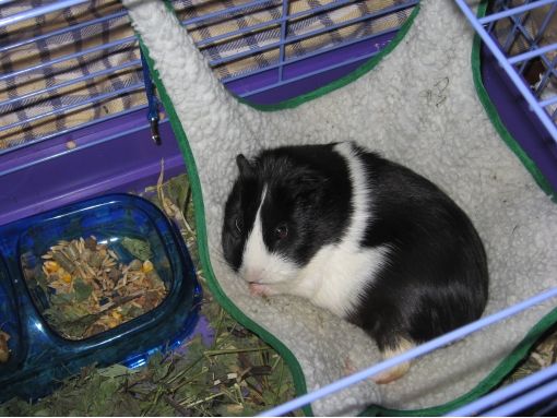 DIY guinea pig hammock