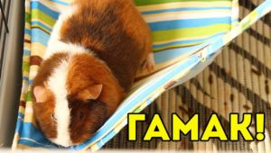 DIY guinea pig hammock