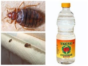 Traditional methods of fighting bedbugs