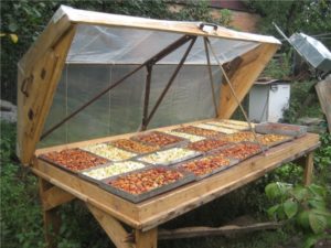 secador solar para legumes e frutas