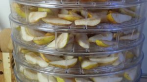 drying pears