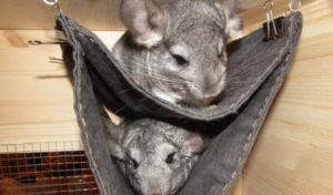 Two-tier hammock for chinchilla