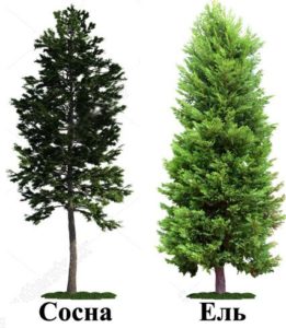 What is the difference between a Christmas tree and a pine tree?