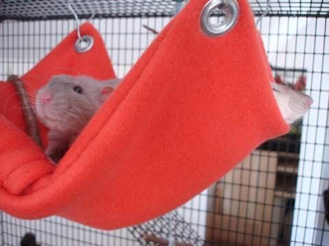 DIY rat hammock