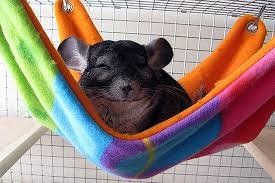 DIY chinchilla hammock