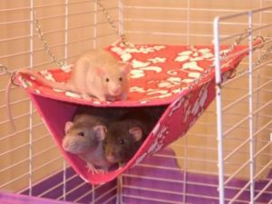 Hammock with chinchillas