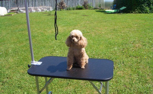 Mesa DIY para cuidar de cães