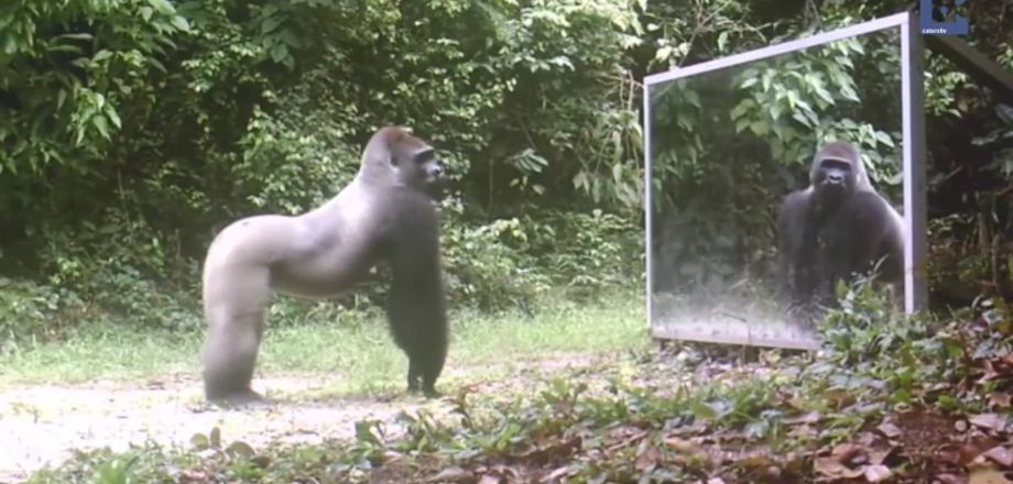 mener une expérience avec un gorille