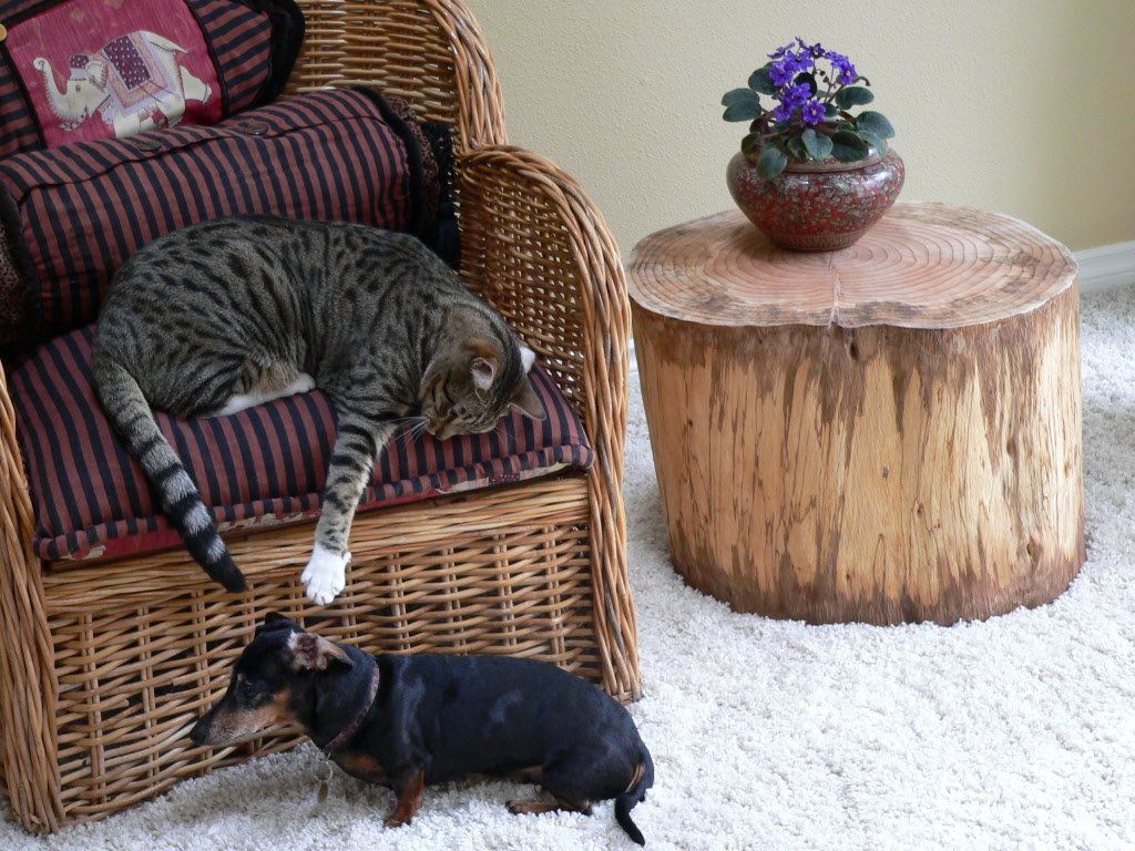 Coffee table made from a stump.