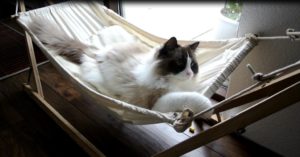 hammock for cat