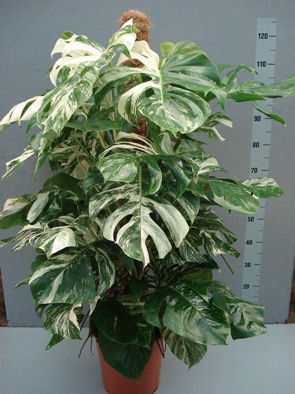 com.monstera