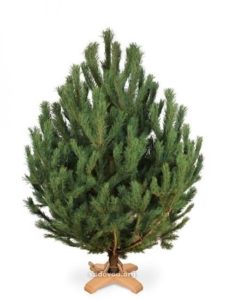 Pine