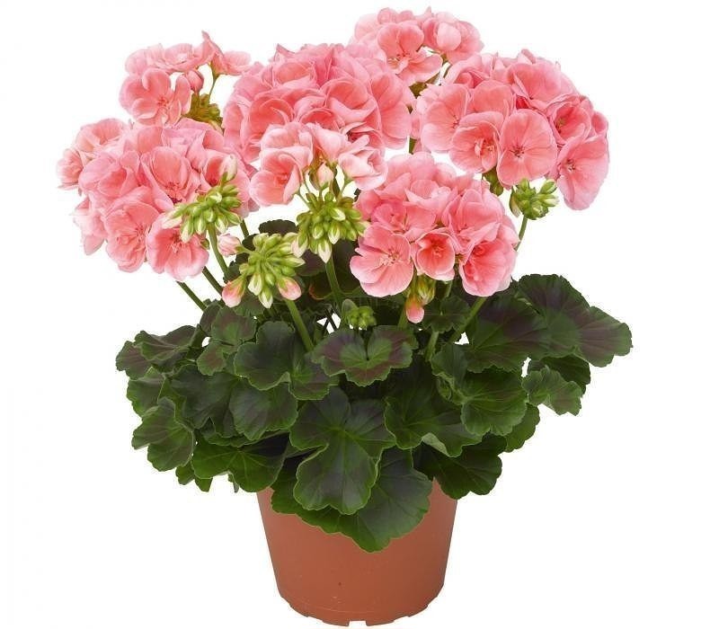 pelargonija