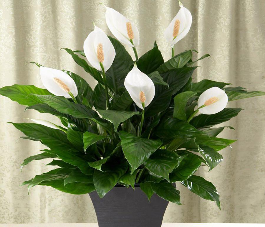 spathiphyllum