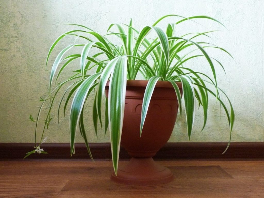 chlorophytum