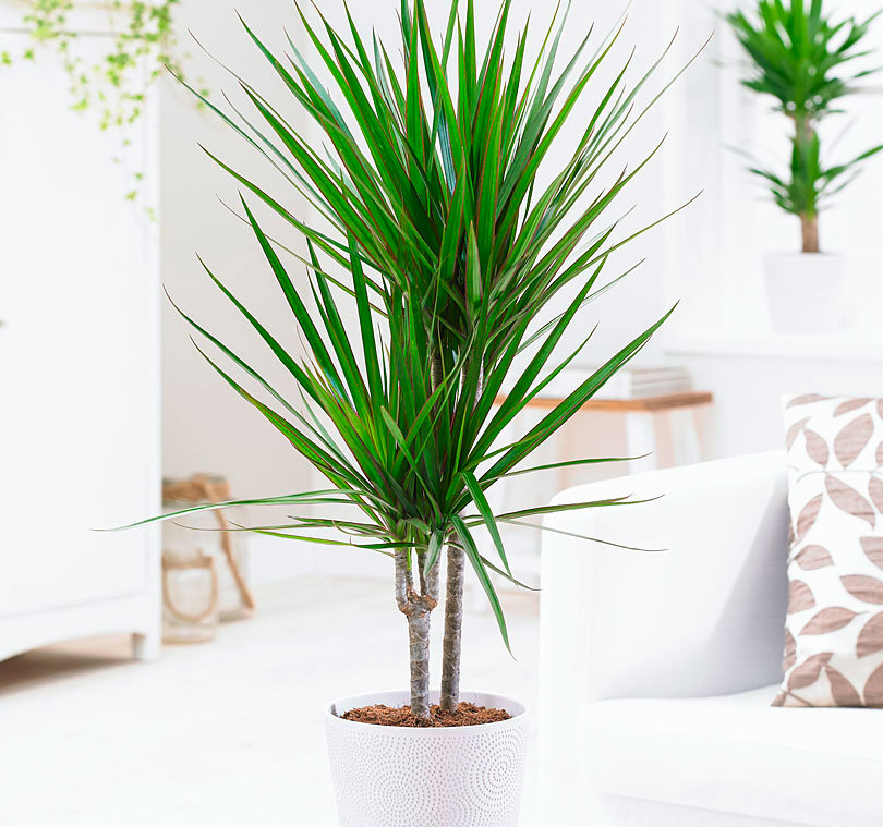 dracaena