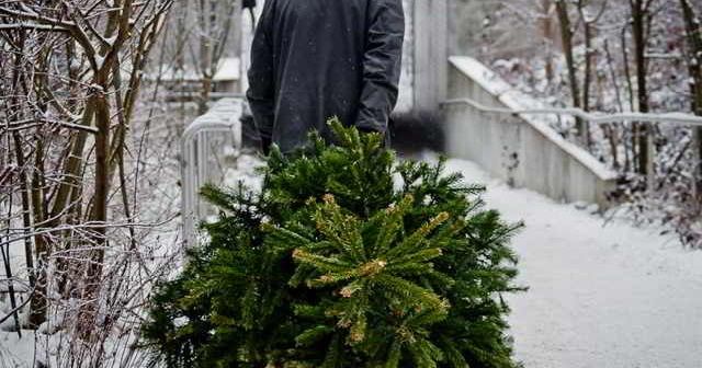 wie man einen Weihnachtsbaum entfernt