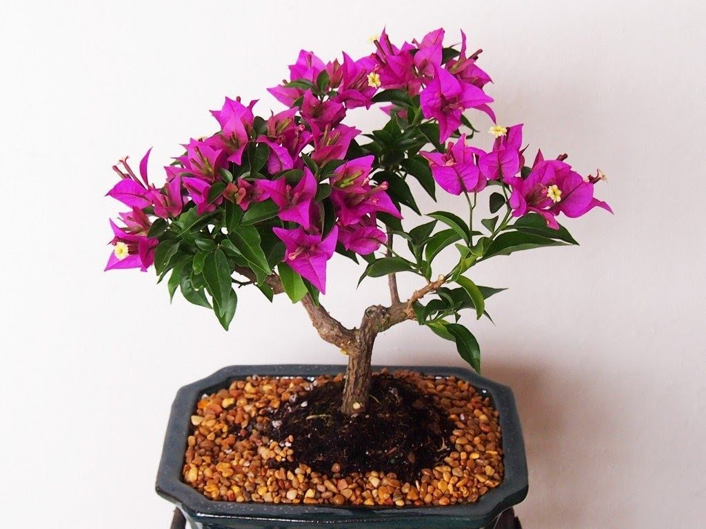 Bougainvillea