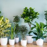 plantas curativas de interior