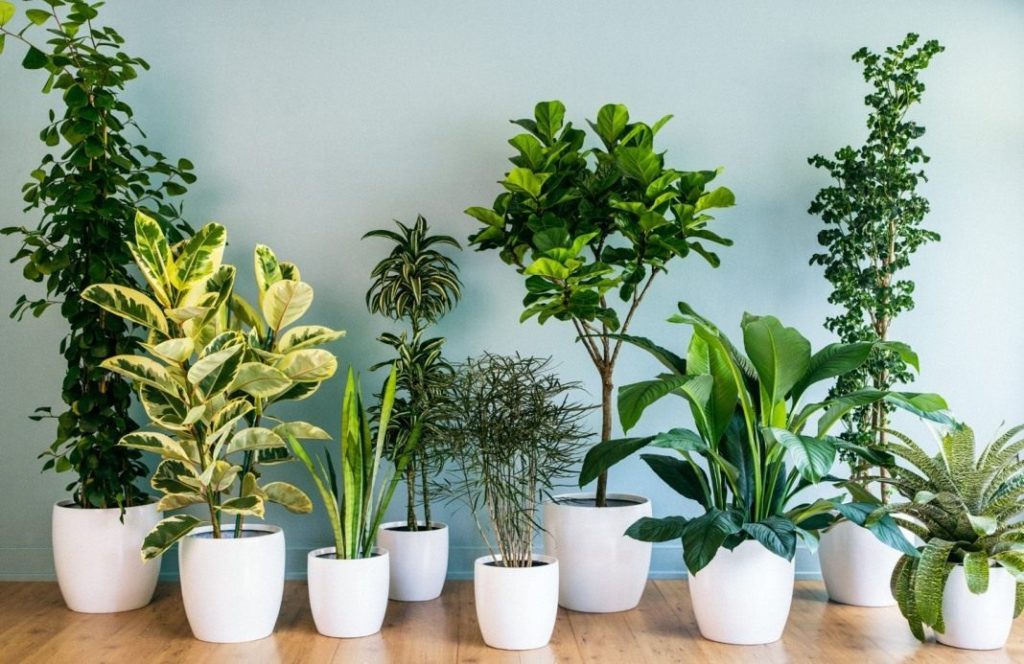 healing indoor plants