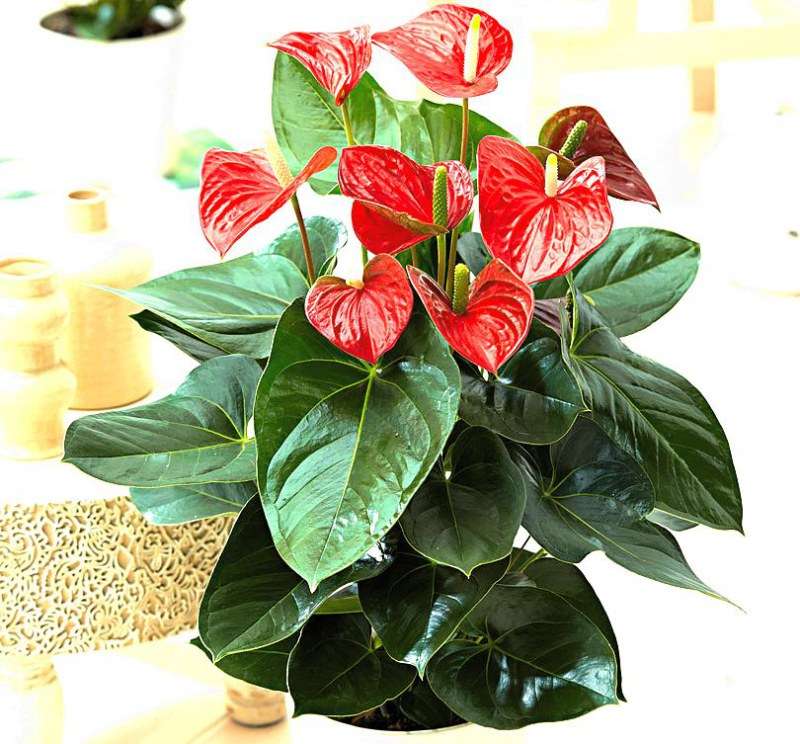 anthurium