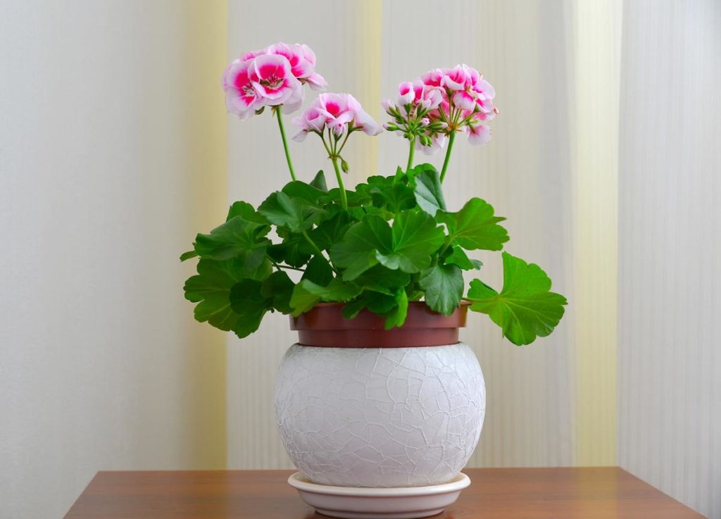 indendørs geranium