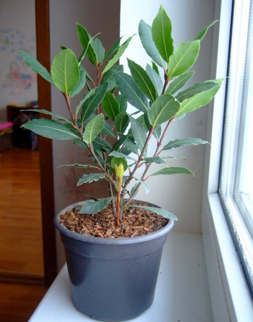 indoor laurel