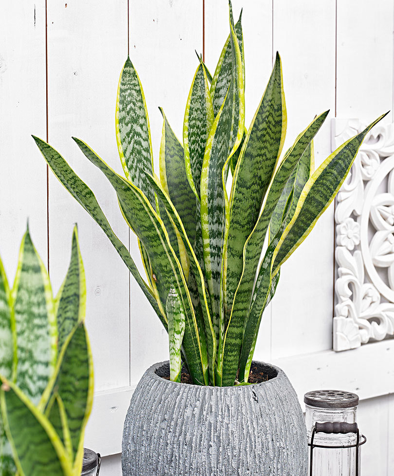 Sansevieria