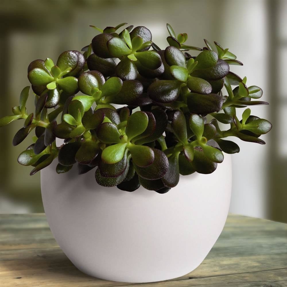 Crassula