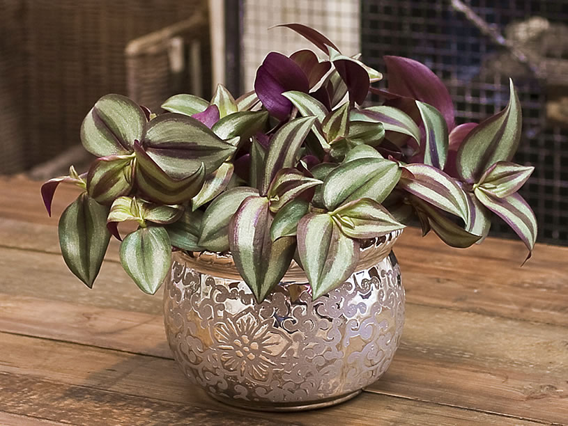 Tradescantia