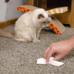 comment enlever l'odeur d'urine de chat sur un tapis