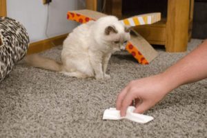 Cómo quitar el olor a orina de gato de la alfombra. 