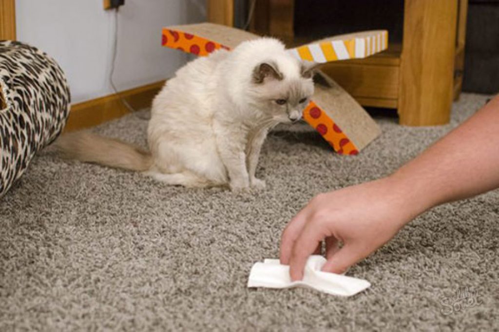 Cómo quitar el olor a orina de gato de la alfombra.