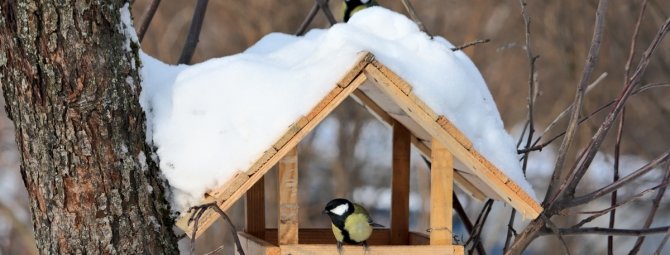 Βασικοί κανόνες για την κατασκευή μιας τροφοδοσίας πουλιών