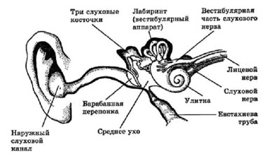 как работи ухото?