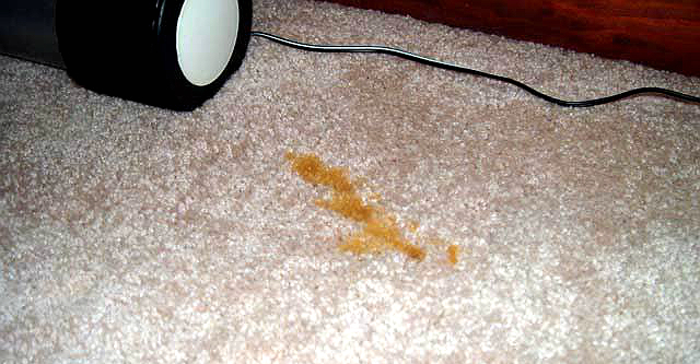 urine on the carpet