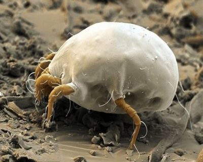 dust mite