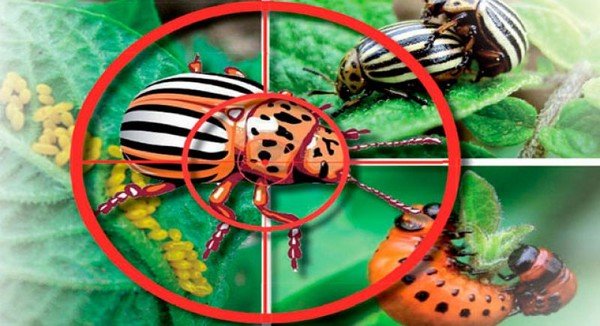 What is the Colorado potato beetle afraid of?