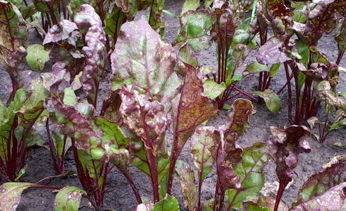 Young beet tops infested with aphids