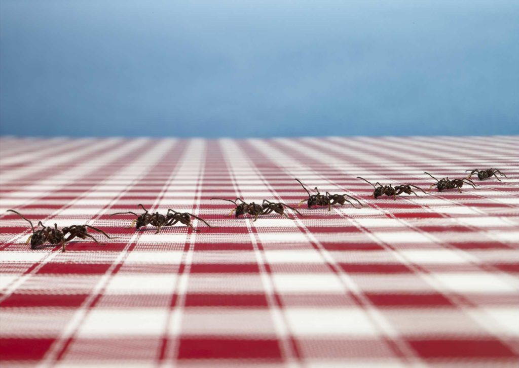 Des fourmis sur la table.