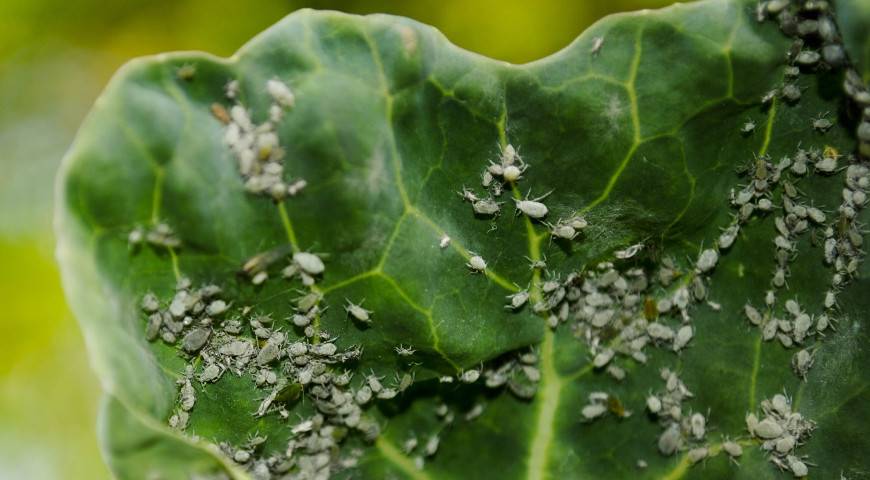 Cabbage aphid